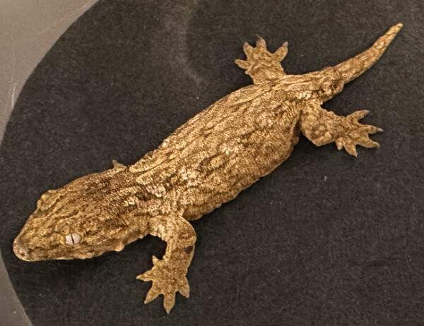 Leachianus Geckos for sale Leachianus Geckos for sale