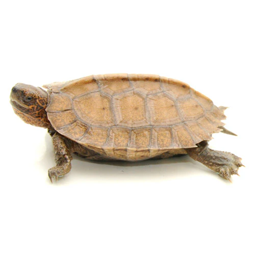 Buy Giant Leaf Turtles Online Buy Giant Leaf Turtles Online