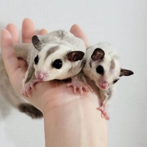 Order Sugar Glider Online USA 