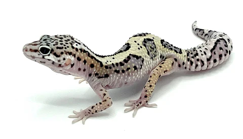 Mack Snow Jungle Leopard Gecko For Sale USA Online Mack Snow Jungle Leopard Gecko For Sale USA Online