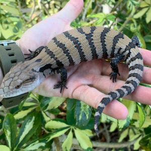 Baby Blue Tongue Skink For Sale