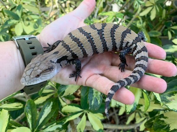 Merauke_Blue__47787 Baby Blue Tongue Skink For Sale