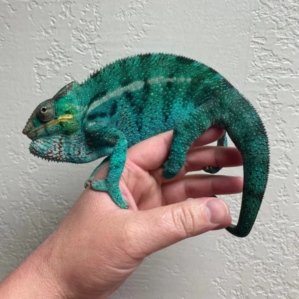 NosyBePantherChameleonForSale_1800x1800 Nosy Be Panther