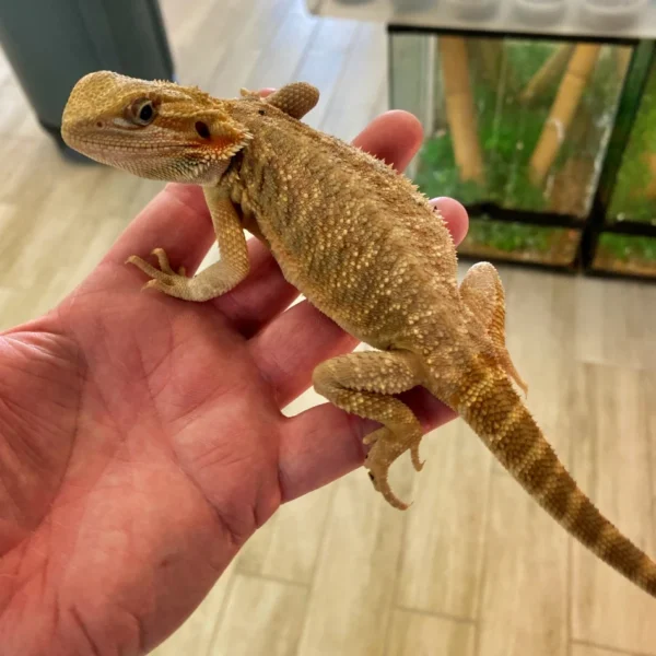 Pet Bearded Dragon For Sale Pet Bearded Dragon For Sale