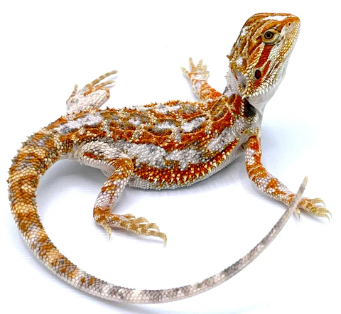 Paradoxbd1_480x480 Bearded Dragon Lizard Pet For Sale