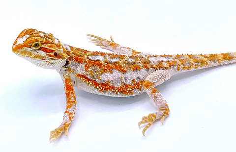 Bearded Dragon Lizard Pet For Sale Bearded Dragon Lizard Pet For Sale
