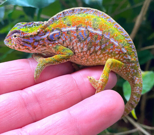 Buy Carpet Chameleon Buy Carpet Chameleon