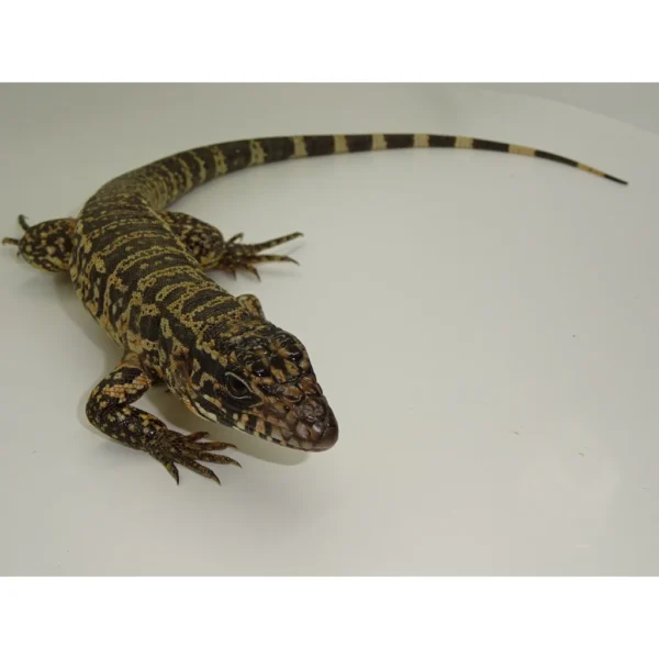Buy Blue X Red Tegus Online Buy Blue X Red Tegus Online