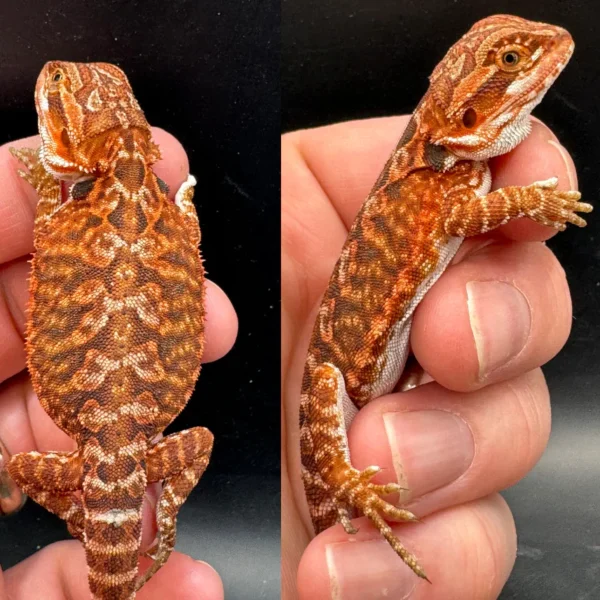RedFireBeardedDragonForSale_1800x1800 Red Fire Female Bearded Dragon
