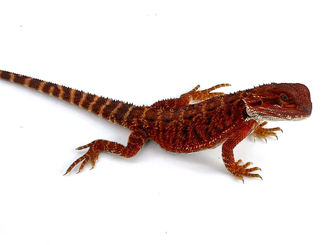 Buy Bearded Dragons Near Me Online Buy Bearded Dragons Near Me Online