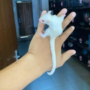 Buy Sugar Glider Online USA