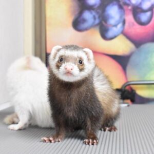 Cardi - Ferret