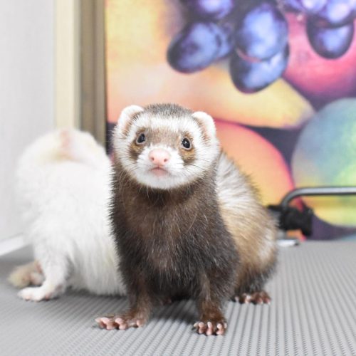 Sassy-female-qmpznekicfqignrvn12i3g10zilog7ijdwsslmohhk Cardi - Ferret