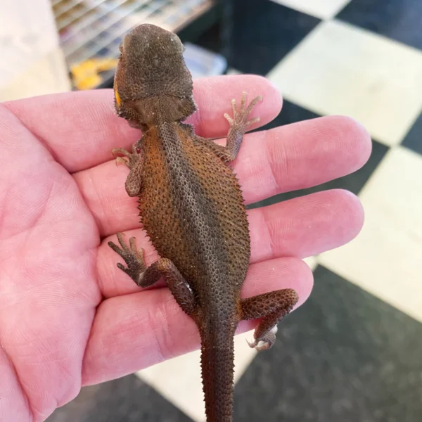 large bearded dragon for sale large bearded dragon for sale