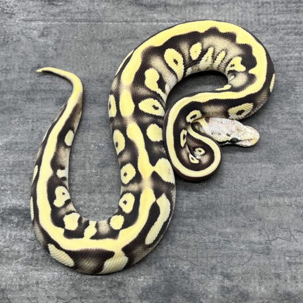 Where To Order Ball Pythons FL Where To Order Ball Pythons FL
