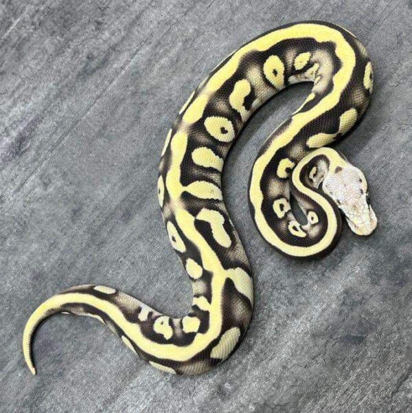 Where To Order Ball Pythons FL Where To Order Ball Pythons FL