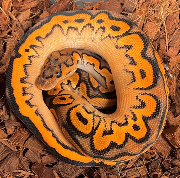 Buy Ball Pythons Online Near Me Buy Ball Pythons Online Near Me