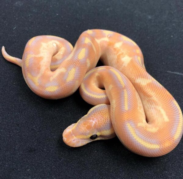 Order Ball Python Online Canada Order Ball Python Online Canada