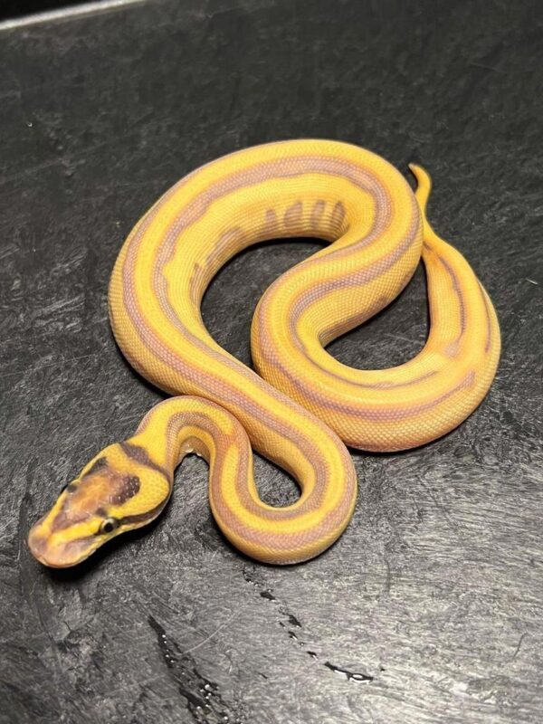 Ball Pythons For Sale USA Ball Pythons For Sale USA