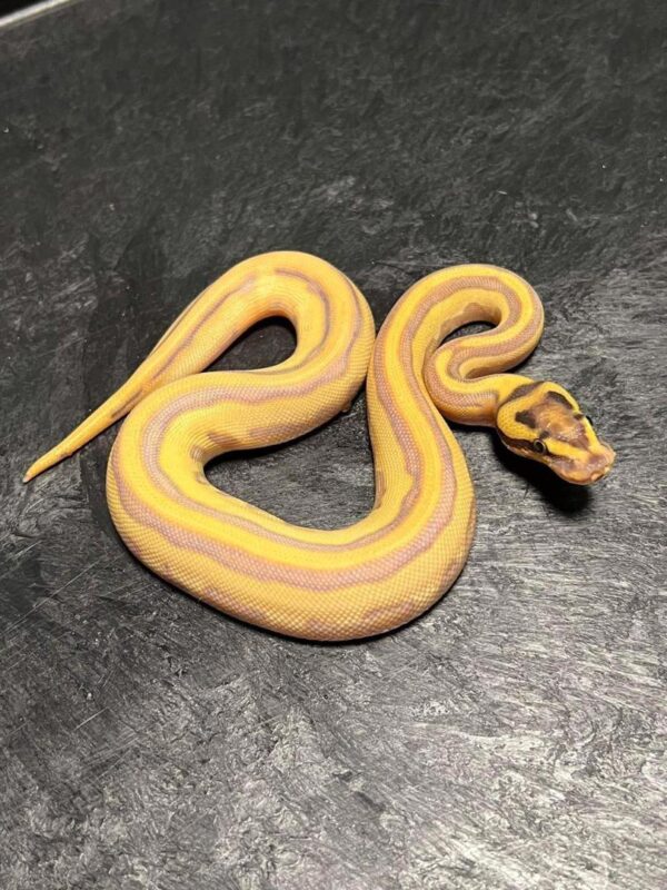 Ball Pythons For Sale USA Ball Pythons For Sale USA
