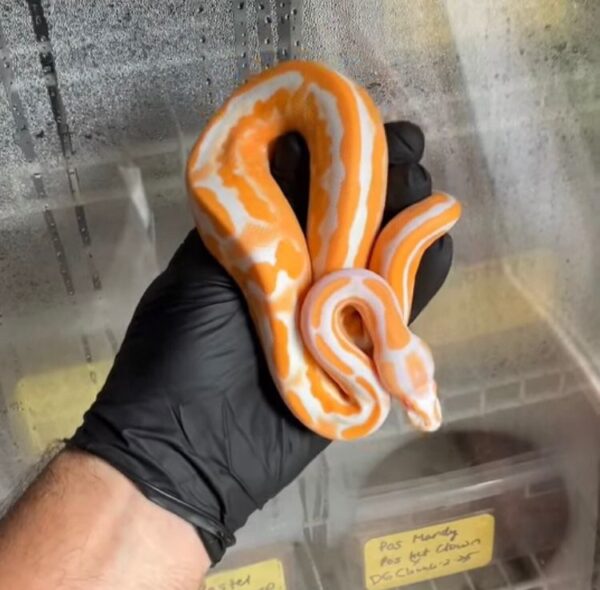 Order Super OD Ball Python Online Order Super OD Ball Python Online