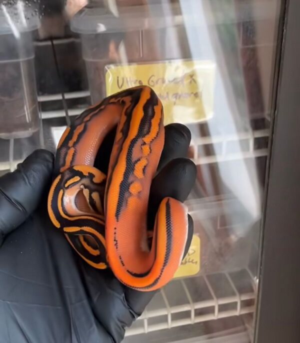 Ball Pythons For Sale With Overnight Delivery Ball Pythons For Sale With Overnight Delivery