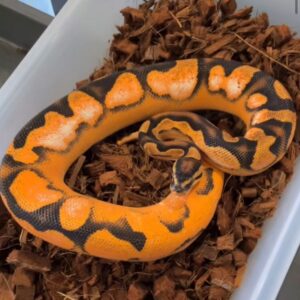 Buy Super Scrambler Ball Python