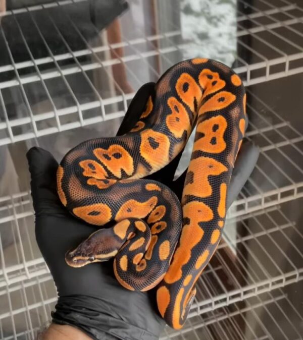 Super HI OD (deep orange line) Barnhart BP scrambler Super HI OD (deep orange line) Barnhart BP scrambler