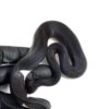 1.3 Black Matter Ball Python