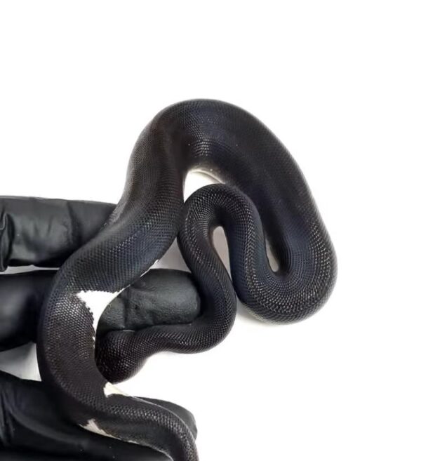 1.3 Black Matter Ball Python