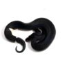 1.3 Black Matter Ball Python