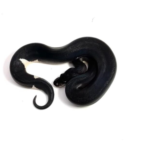 1.3 Black Matter Ball Python