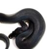 1.3 Black Matter Ball Python