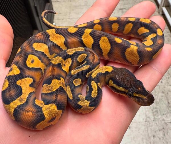 WhatsApp Image 2025-08-09 at 9.07.59 PM 0.1 Super Orange Dream Blackhead Yellow Belly Enchi