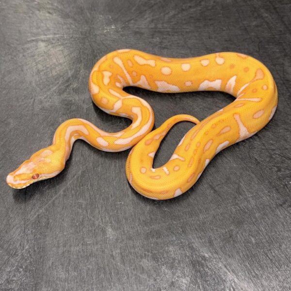 0.1 Lavender Leopard Enchi Confusion. 0.1 Lavender Leopard Enchi Confusion.
