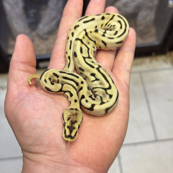 1.0 Fire OD Leopard Ball Python For Sale 1.0 Fire OD Leopard Ball Python For Sale