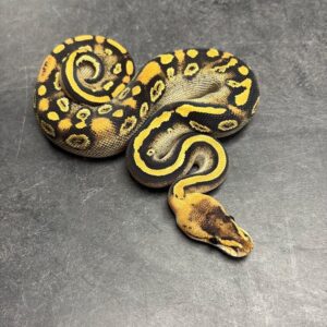 1.0 Blackhead Champagne Het. Ghost