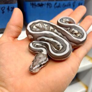 Lesser Leopard Axanthic Ball Python