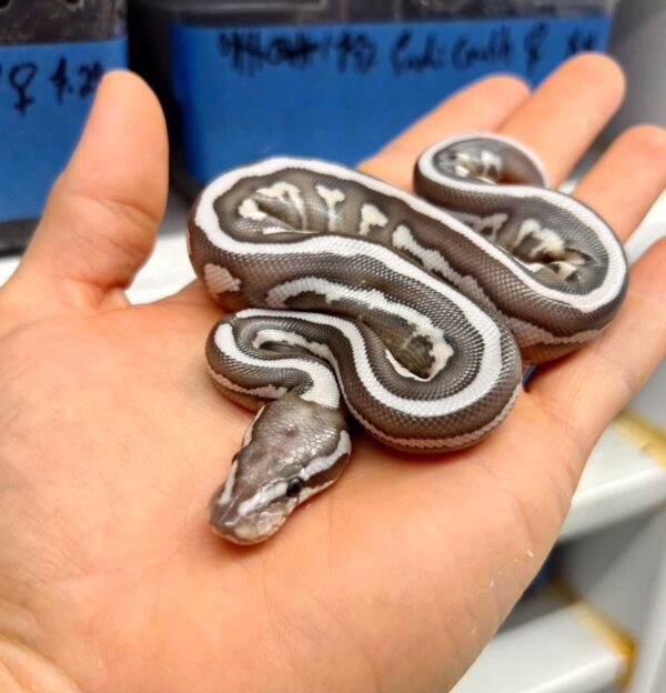 Lesser Leopard Axanthic Ball Python
