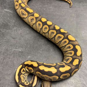 Black Pastel Yellow Belly Crush Ball Python
