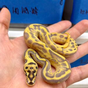 Leopard Enchi Spotnose Freeway