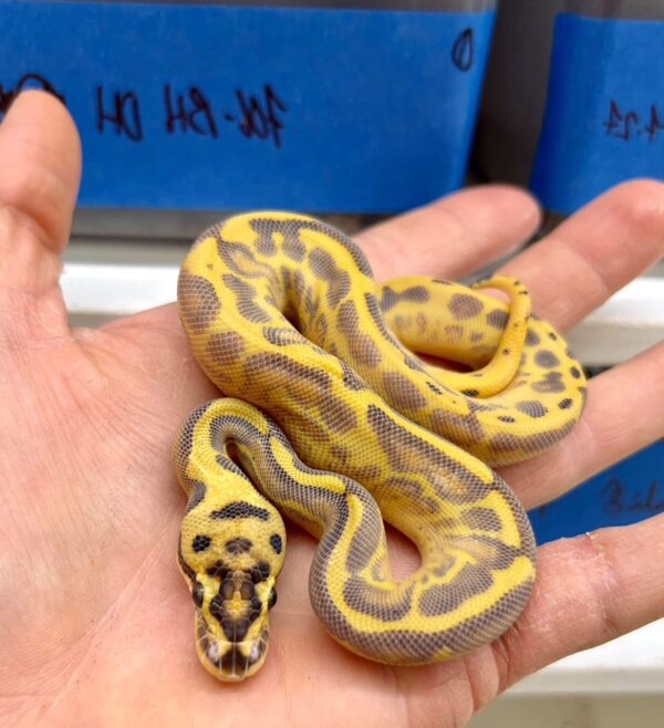 Leopard Enchi Spotnose Freeway