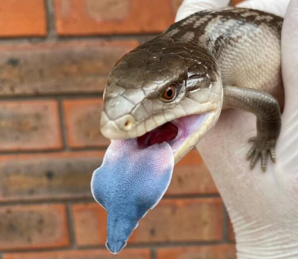 Buy Indonesian Blue Tongue Skink Buy Indonesian Blue Tongue Skink