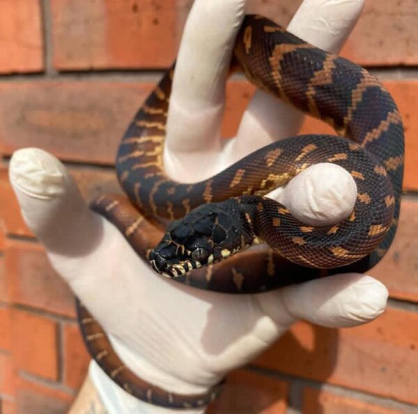 Buy Boelens Python Online Buy Boelens Python Online