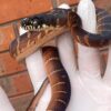 Buy Boelens Python Online