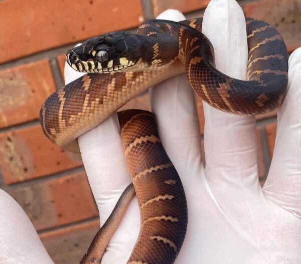 Buy Boelens Python Online Buy Boelens Python Online
