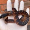 Buy Boelens Python Online