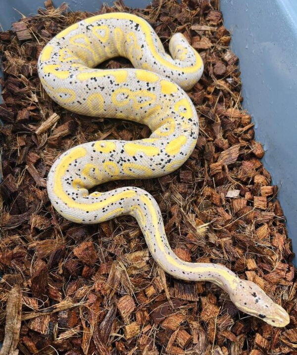Buy Banana Ball Pythons Online Buy Banana Ball Pythons Online