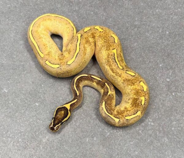 Enchi Ball Python For Sale USA Enchi Ball Python For Sale USA