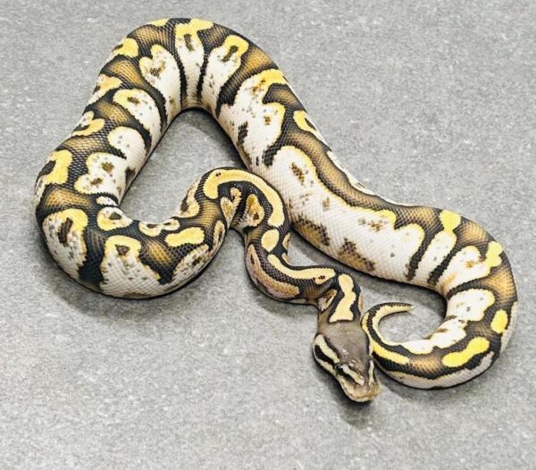 WhatsApp Image 2025-08-10 at 10.57.46 PM Pastel Ball Python For Sale